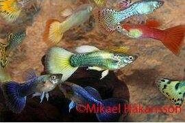 Guppy mix hanner