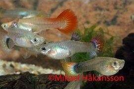 Guppy mix hunner