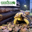 Afrikansk Sporeskildpadde