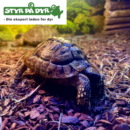 Græsk landskildpadde