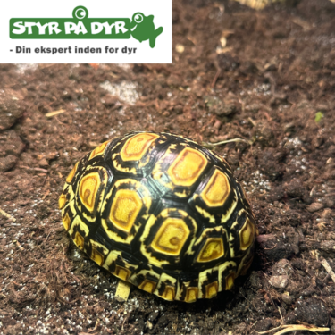 Leopardskildpadde