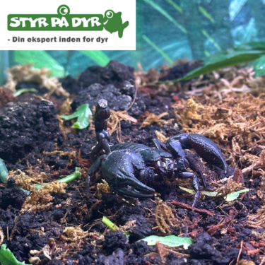 Skorpion Hetrometrus Petersi