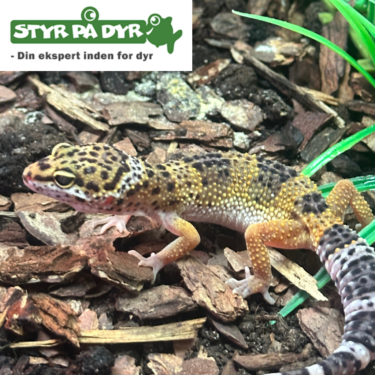 Leopardgekko