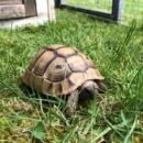 Græsk landskildpadde