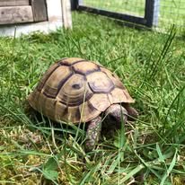 Græsk landskildpadde