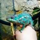 Panterkamæleon Han - Nosy mitsio