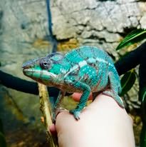 Panterkamæleon Han - Nosy mitsio