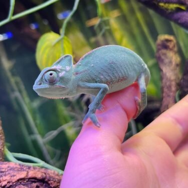 Yemen Kamæleon - Han