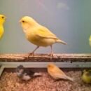 Kanarie - Hun