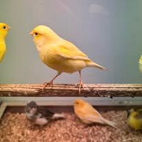 Kanarie - Hun