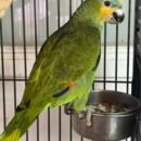 Venezuela Amazone - Han