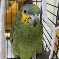 Venezuela Amazone - Hun