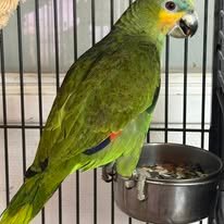 Venezuela Amazone - Han