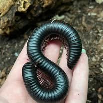 Afrikansk Kæmpe Tudsinben