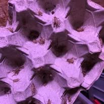 Små Fårrekyllinger