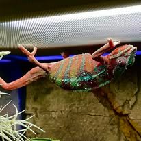 Panterkamæleon Han - Ambilobe