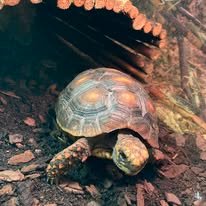 Rødfodet skovskildpadde