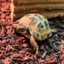 Russisk landsildpadde