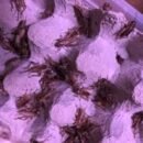 Store Fårrekyllinger