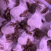 Store Fårrekyllinger