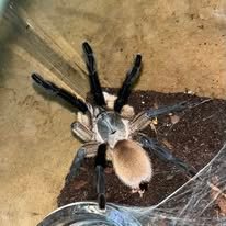 Monocentropus Blafouri - Hun