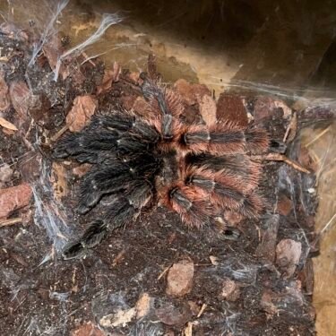 Psalmopeus Victori - Hun