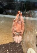 Amazonius Germani - Hun