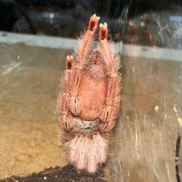 Amazonius Germani - Hun