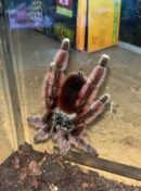 Caribena Versicoler - Hun