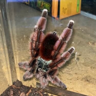 Caribena Versicoler - Hun