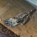 Psalmopoeus Cambridgei - Hun