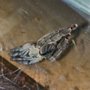 Psalmopoeus Cambridgei - Hun