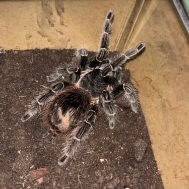 Lasiodora Parahybana - Hun