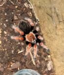 Brachypelma Boehmei