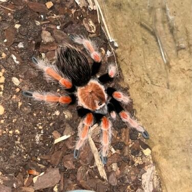 Brachypelma Boehmei