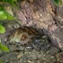 Amerikansk æskeskildpadde