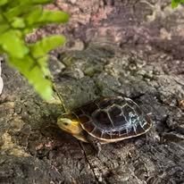 Gulrandet æskeskildpadde