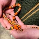 Honduranske Mælkesnog - Unge