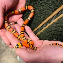 Honduranske Mælkesnog - Unge