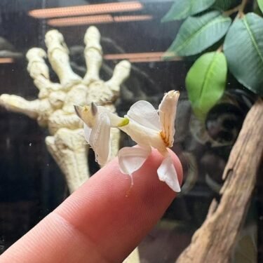 Orkidé Knæler (Hymenopus Coronatus)