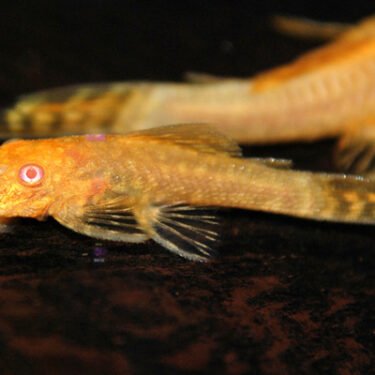 Ancistrus sp. albino 4-6cm