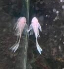 Ancistrus Snow white longfin 5-7cm