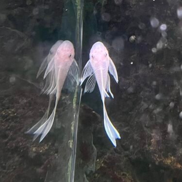 Ancistrus Snow white longfin 5-7cm