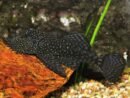 Ancistrus malle 10-15cm