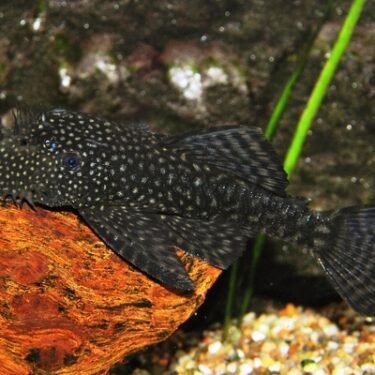 Ancistrus malle 4-6cm