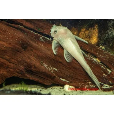 Ancistrus sp. Snow white 4-6cm