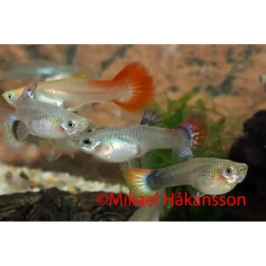 Guppy Mix hunner