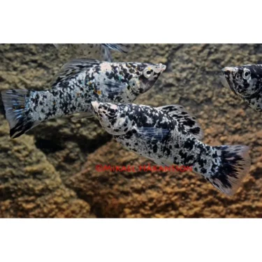 Molly Dalmatiner