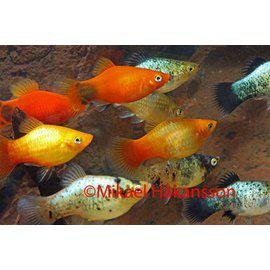 Platy mix