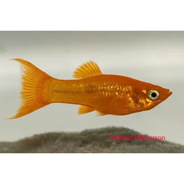Sphenops Gul Lyrhale